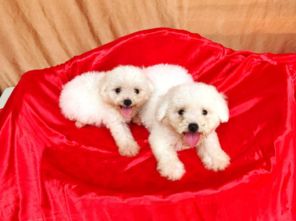 圖 成都精品寵物繁殖基地長(zhǎng)期出售比熊幼犬 保證品質(zhì)健康 成都寵物狗