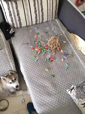 如果養(yǎng)狗可以買保險(xiǎn)的話,我會選寵物犬破壞房屋險(xiǎn)。