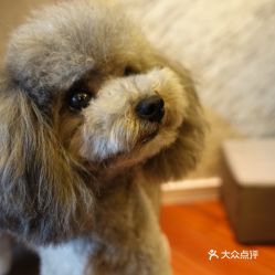 電話,地址,價格,營業(yè)時間 南京寵物