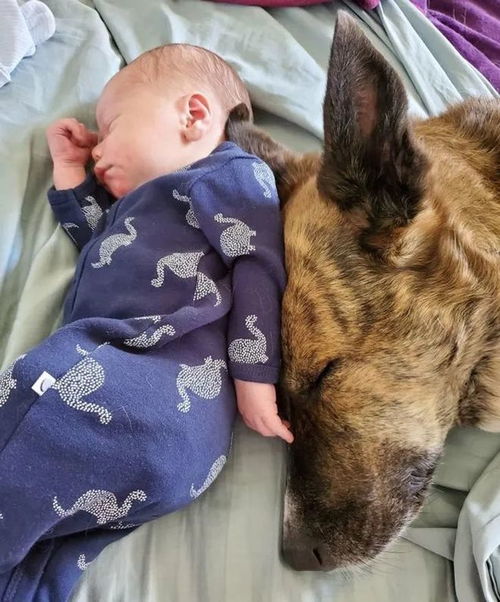 15張可以帶來(lái)歡樂(lè)的寵物照片